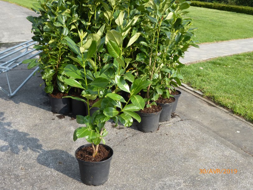 861-prunus laur-rotundifolia